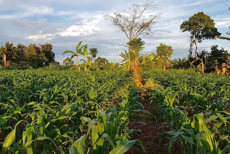 Ugandan farm export