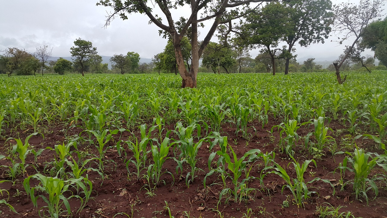 Field at Gulu
